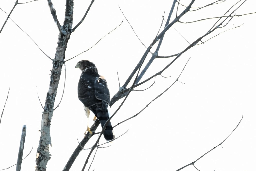 Cooper's Hawk - ML641976742