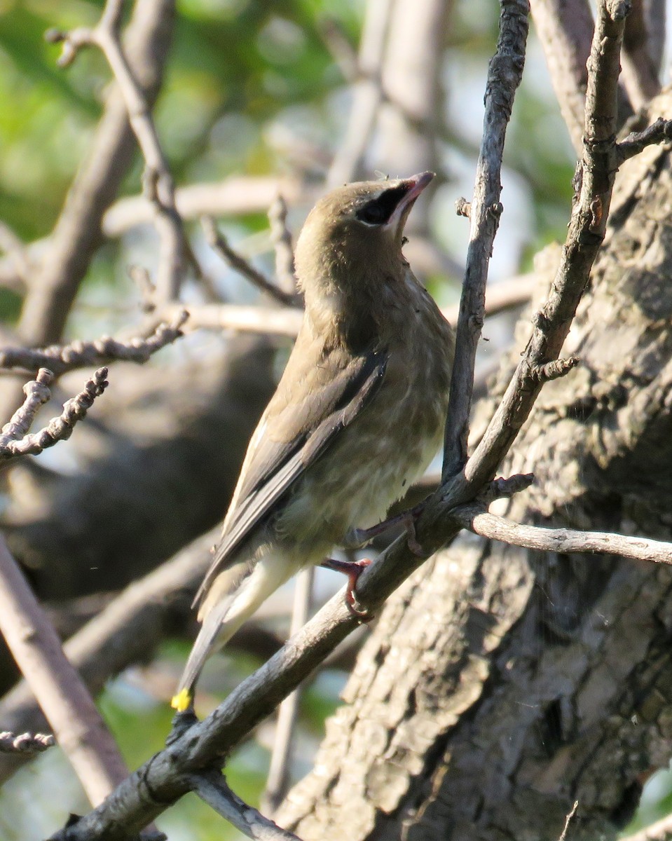 Cedar Waxwing - ML641976753