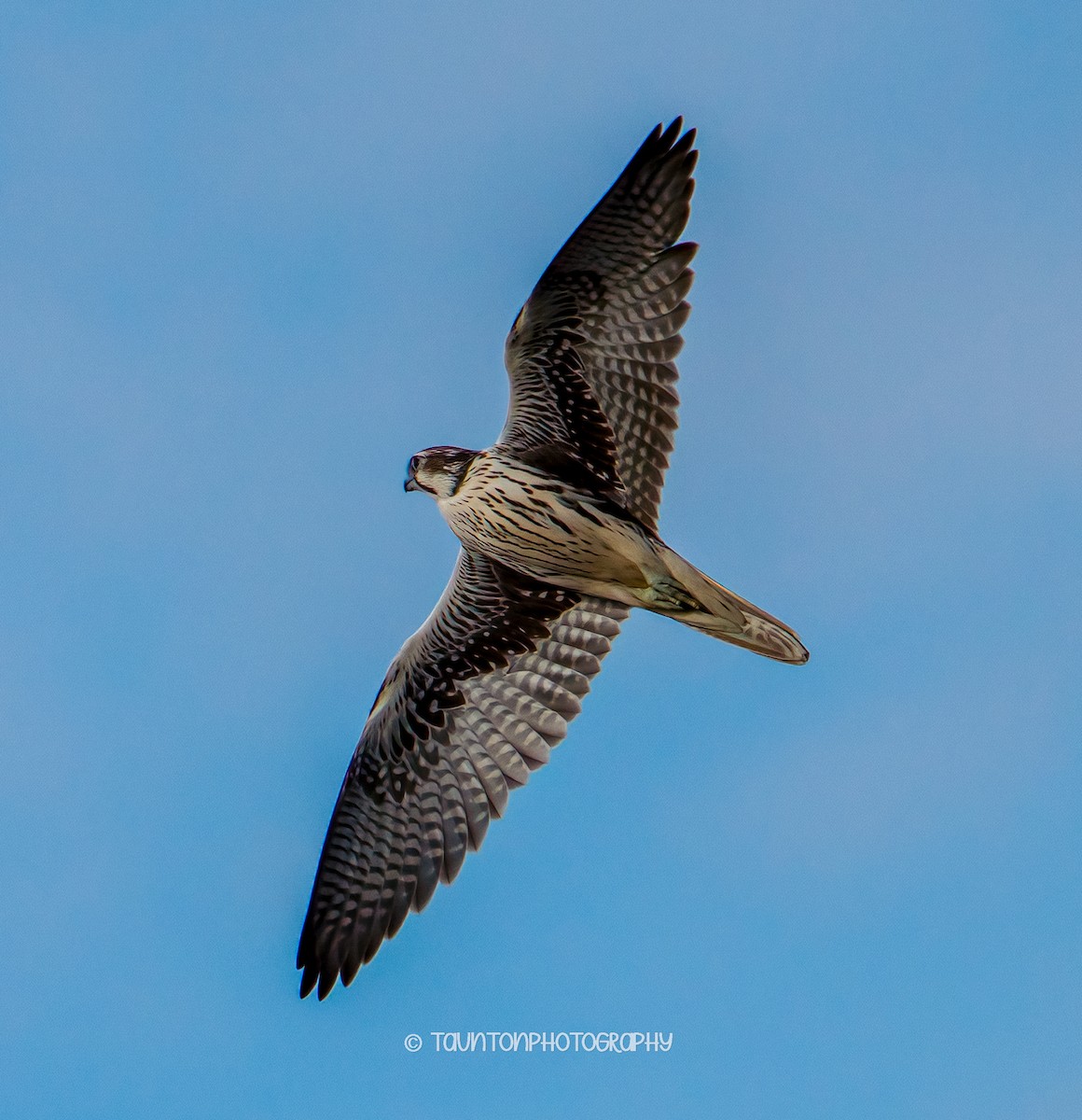 Prairie Falcon - ML641976754
