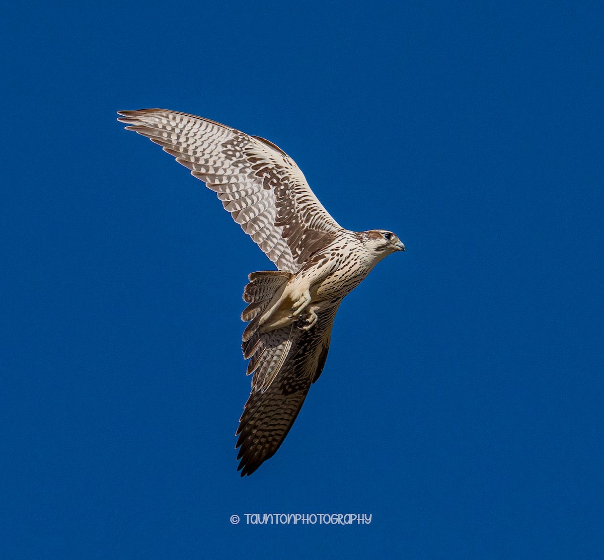 Prairie Falcon - ML641976755
