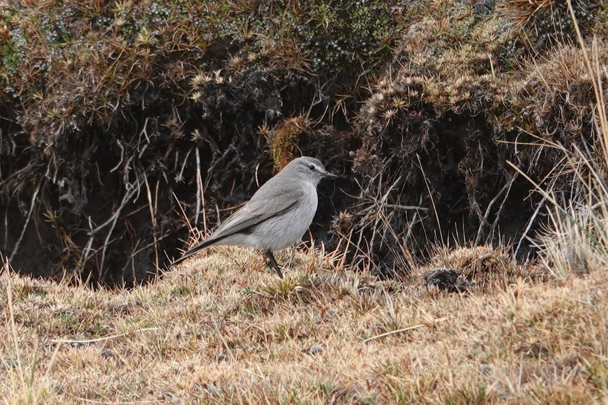 rødkronemarktyrann - ML641976757