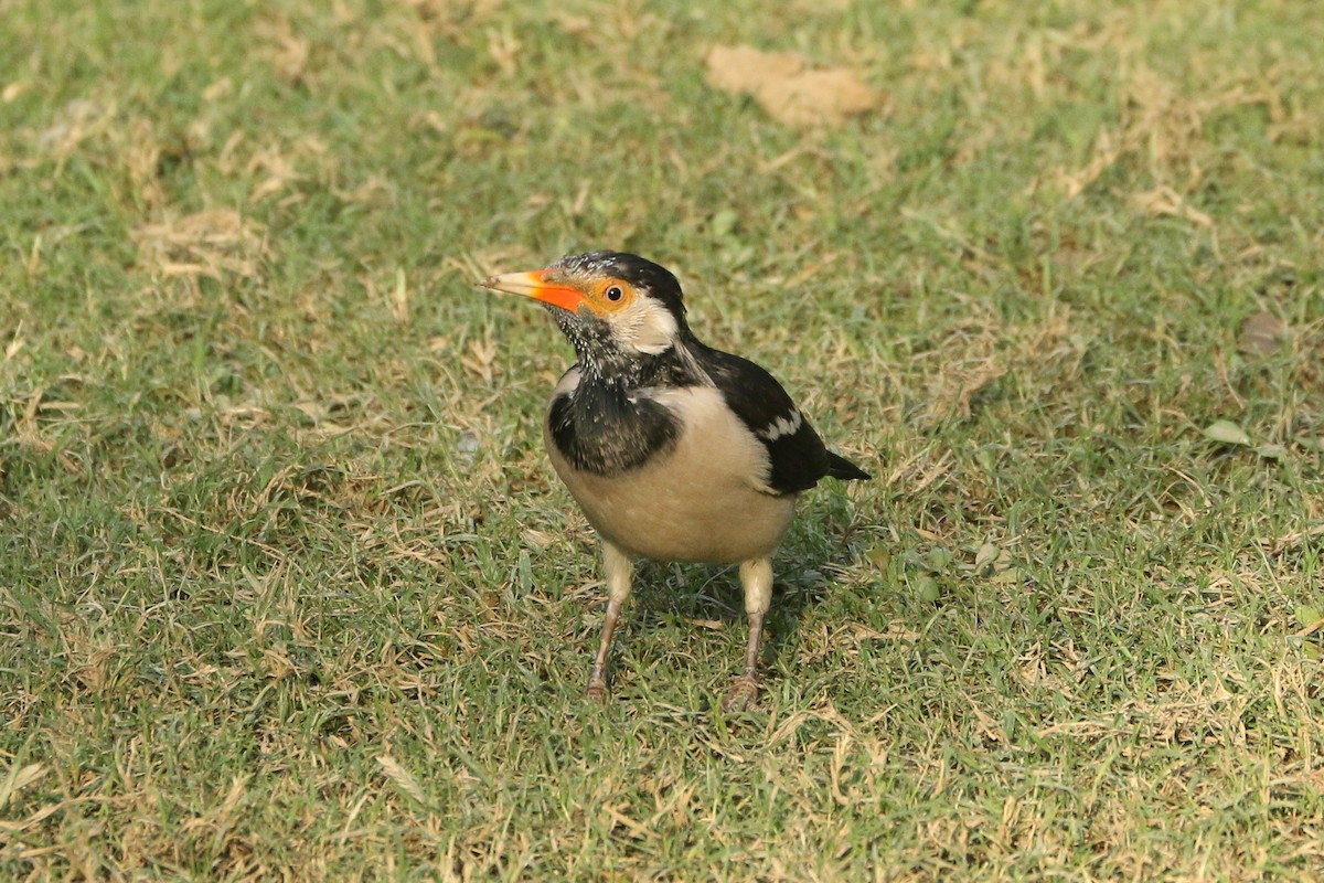 印度鵲椋鳥 - ML641976766