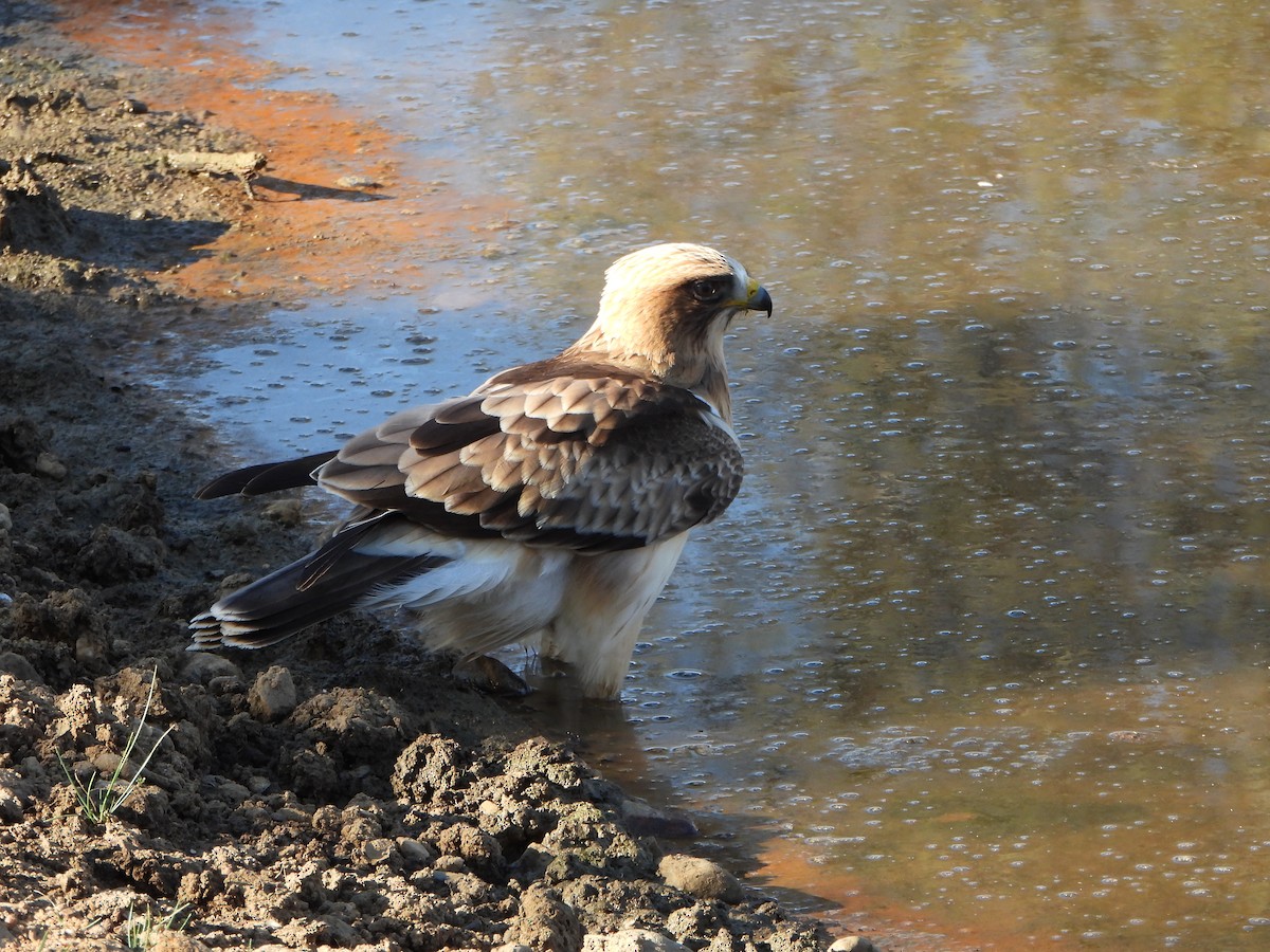 Aigle botté - ML641976772