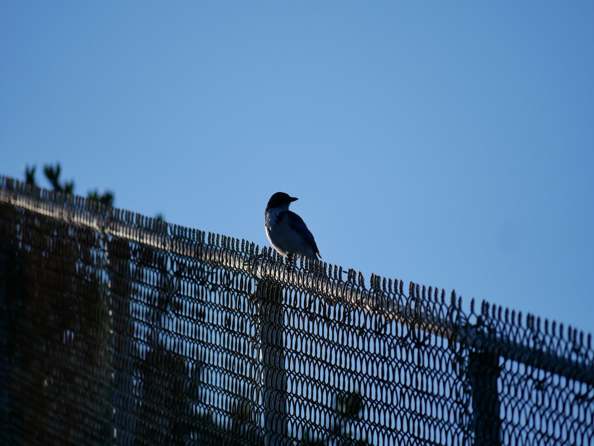 California Scrub-Jay - ML641976773