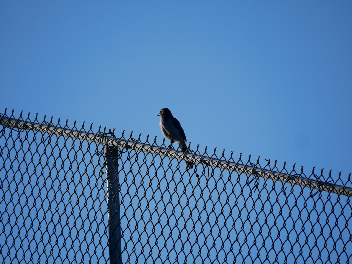 California Scrub-Jay - ML641976774