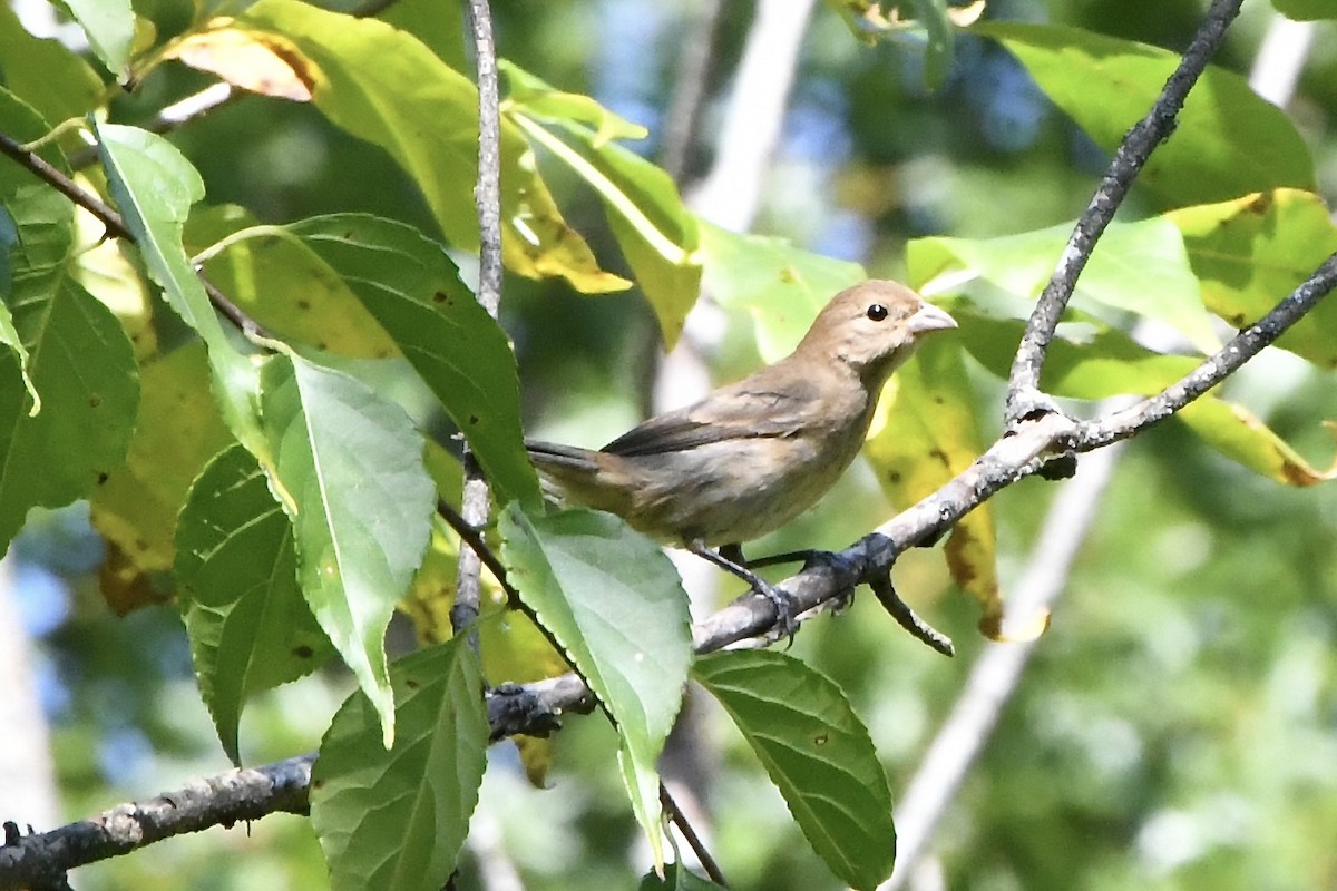 Indigo Bunting - ML641976788