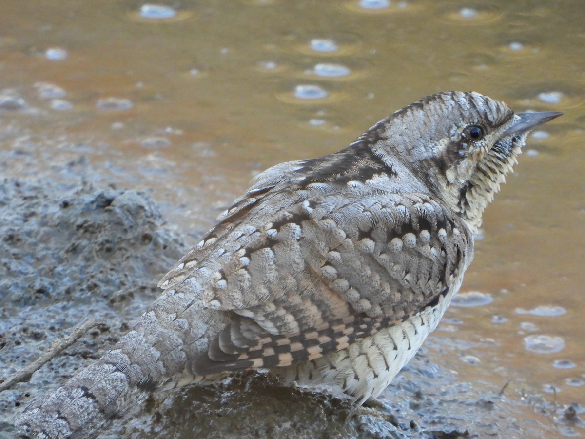 Torcol fourmilier - ML641976791