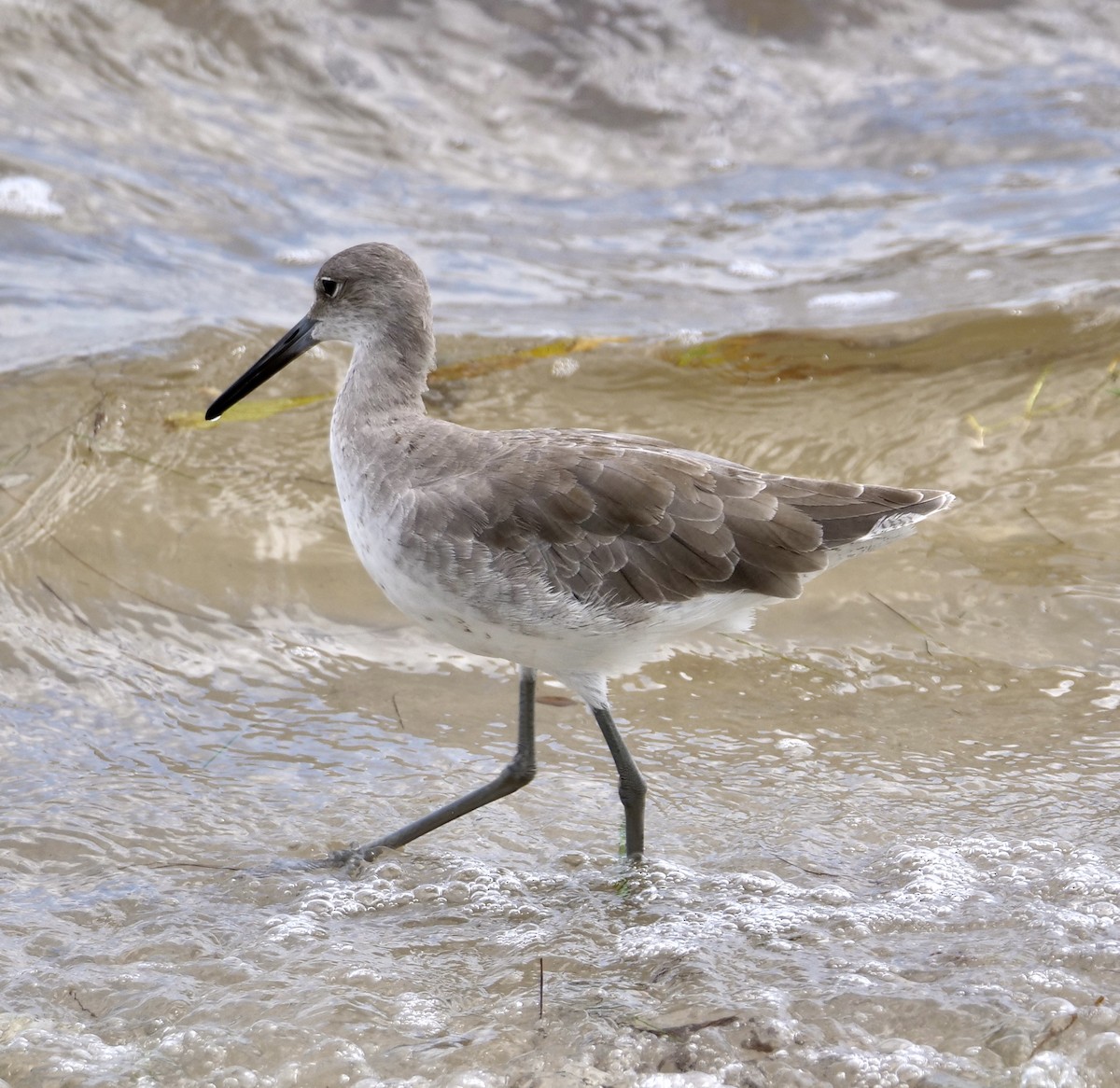 Willet - ML641976804