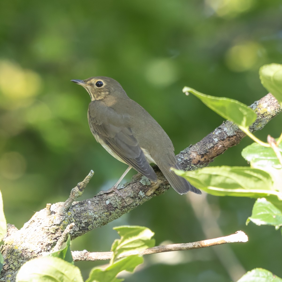 Swainson's Thrush - ML641976805