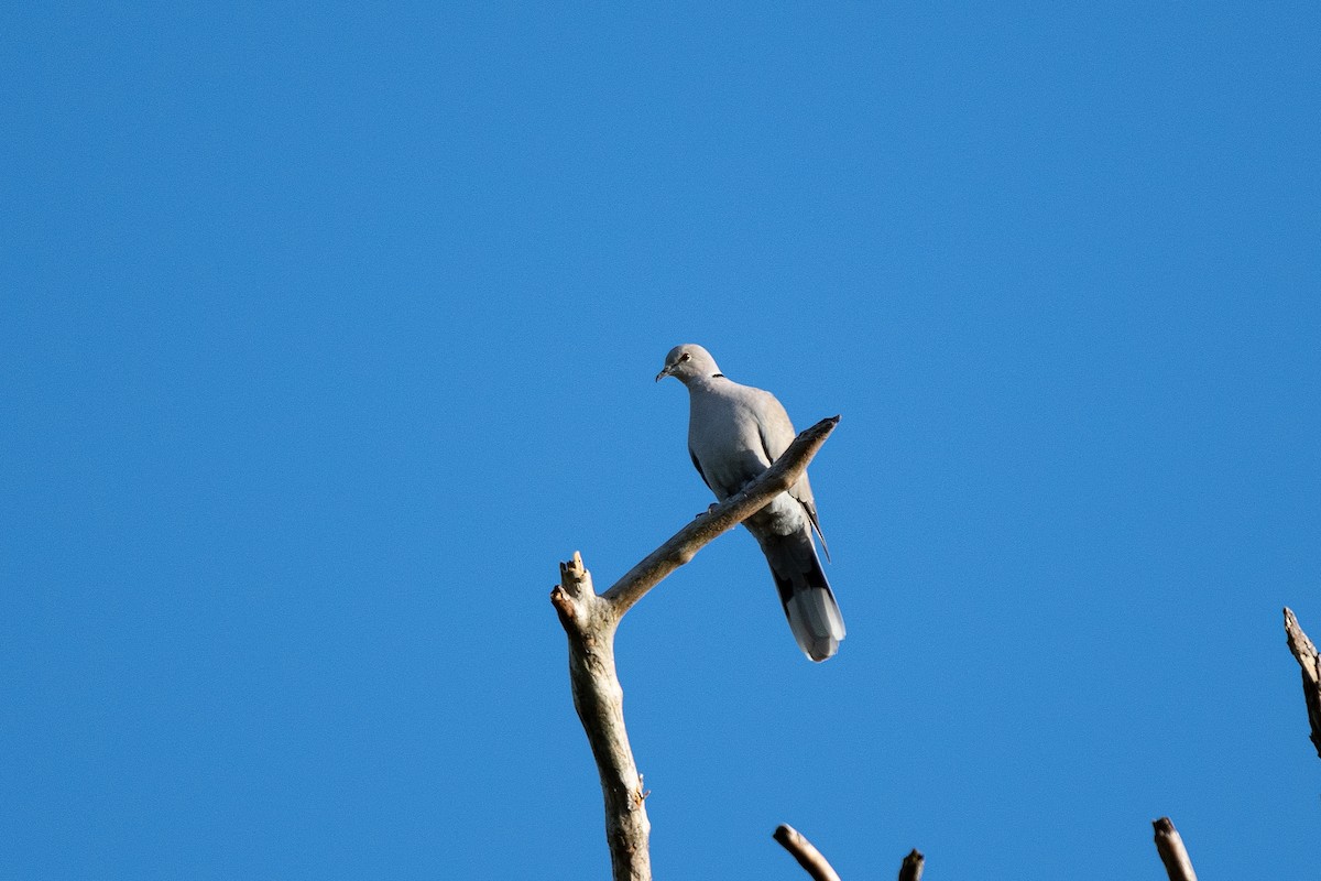 Eurasian Collared-Dove - ML641976811