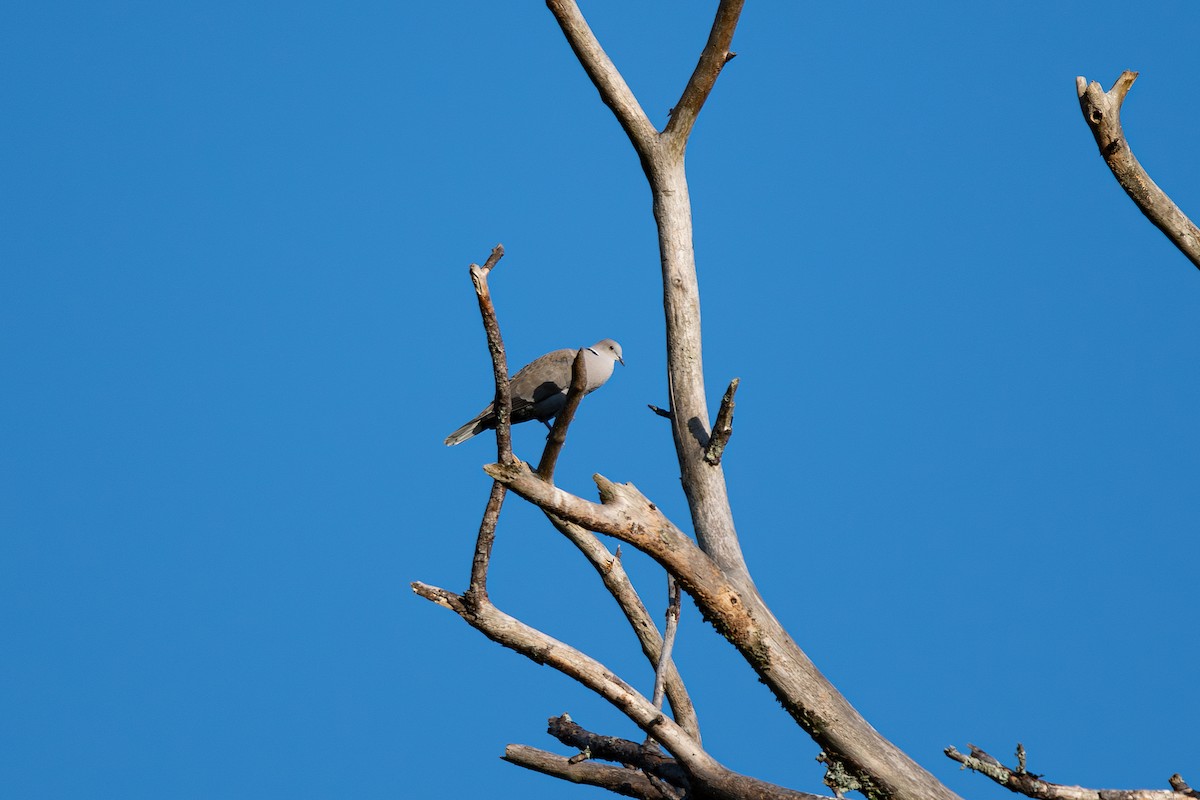 Eurasian Collared-Dove - ML641976823