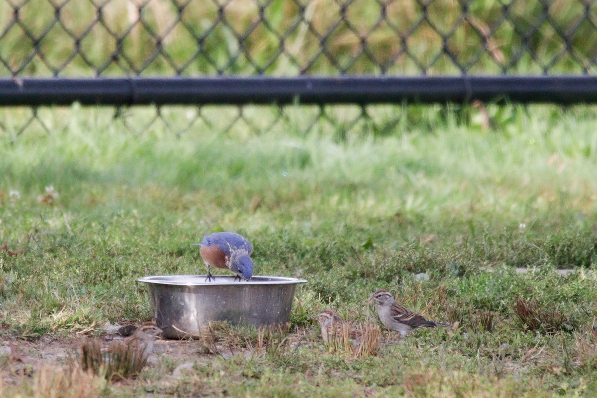 Eastern Bluebird - ML641976825