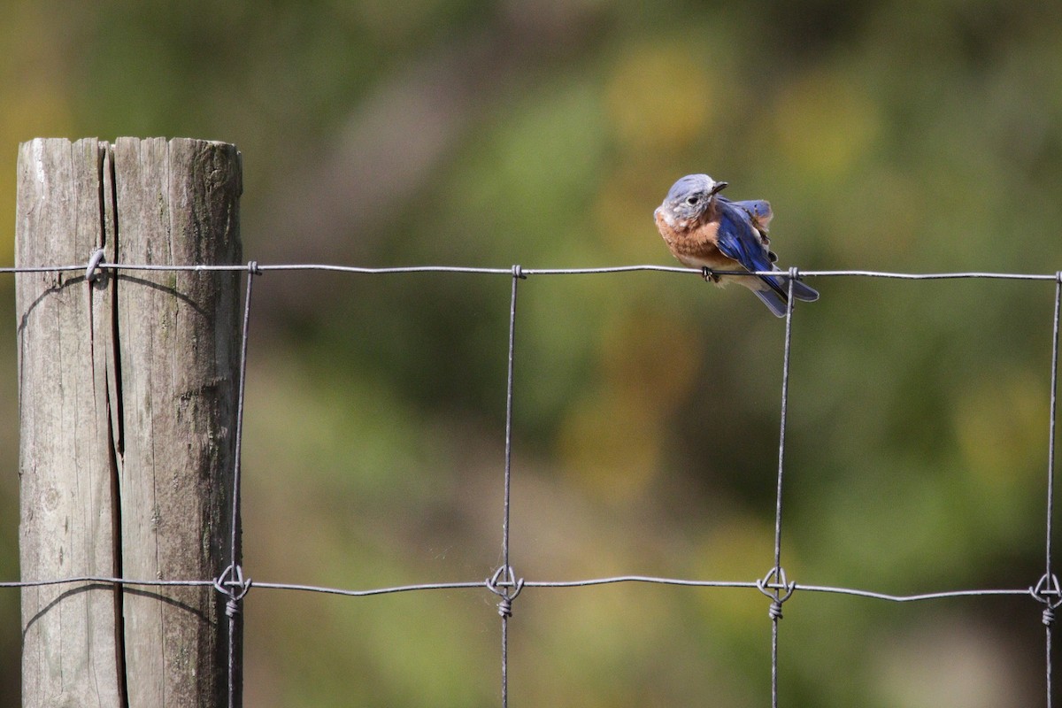 Eastern Bluebird - ML641976826