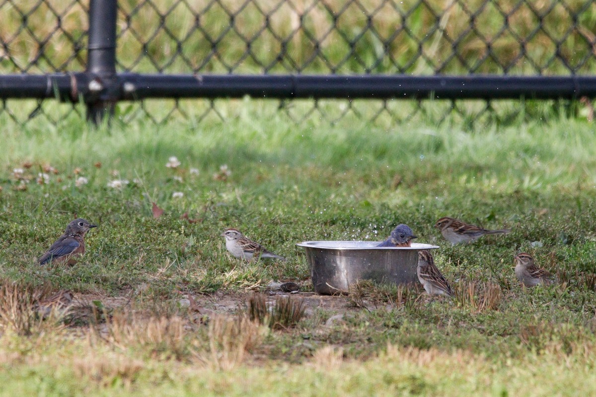 Eastern Bluebird - ML641976827
