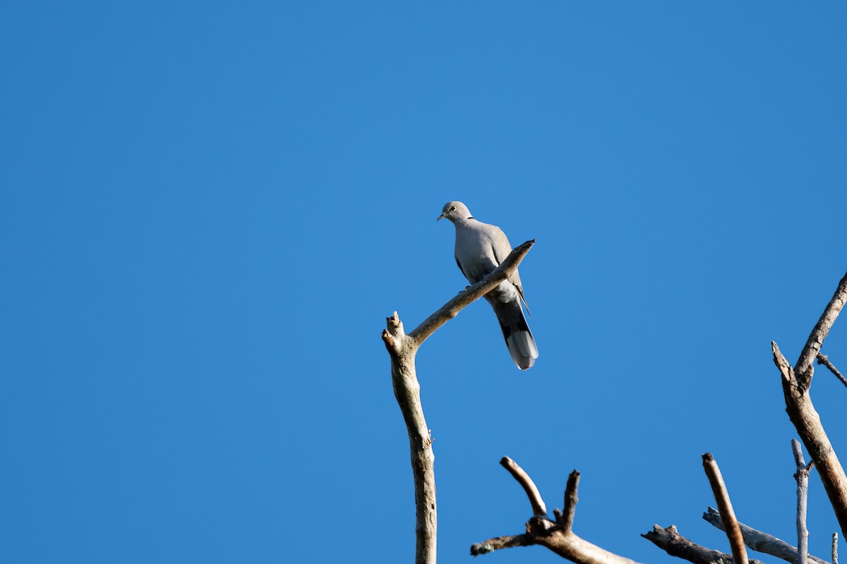 Eurasian Collared-Dove - ML641976832