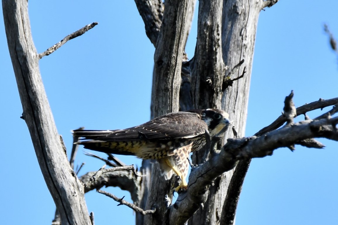 Peregrine Falcon - ML641976835