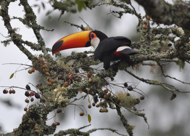 Toco Toucan - ML641976836