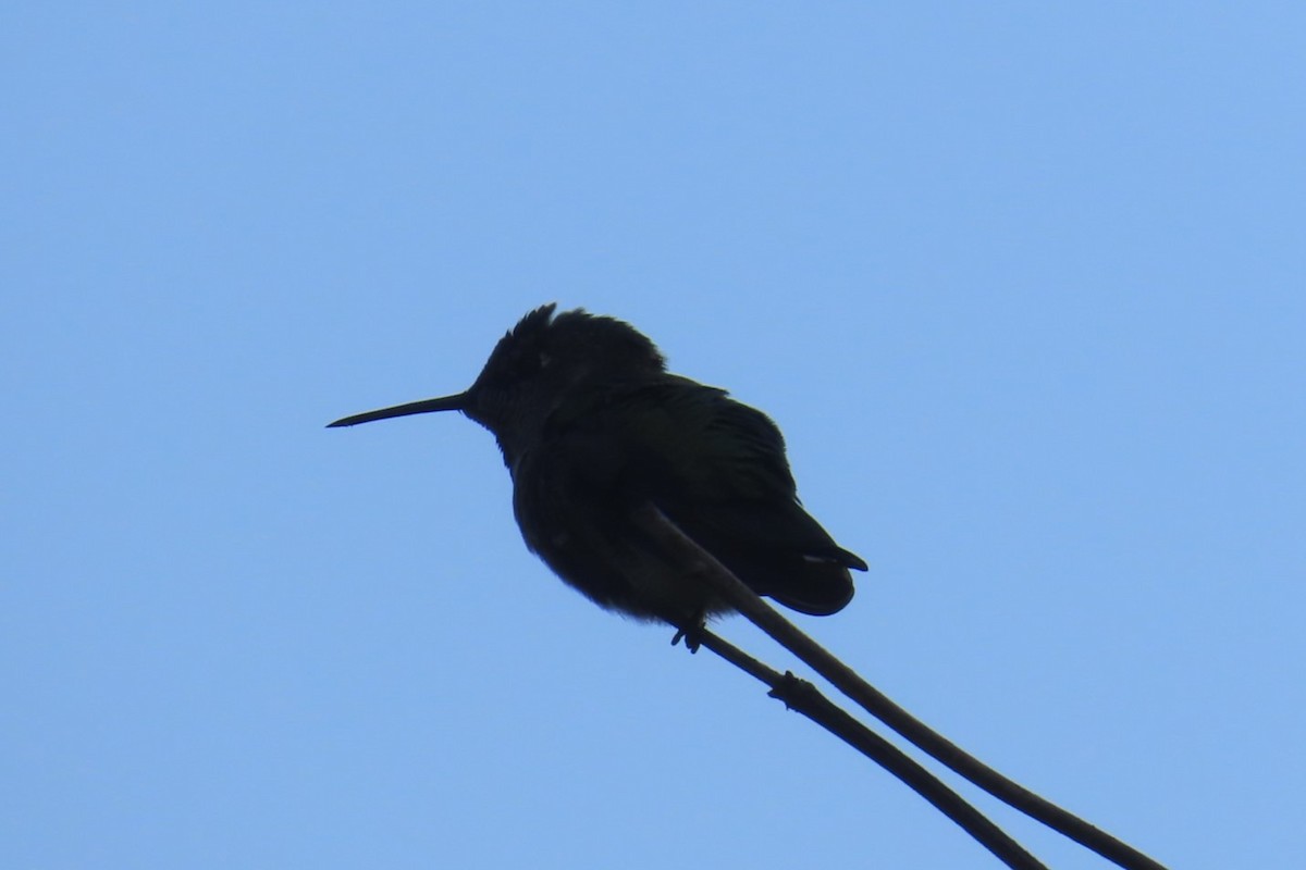 rødmaskekolibri - ML641976840