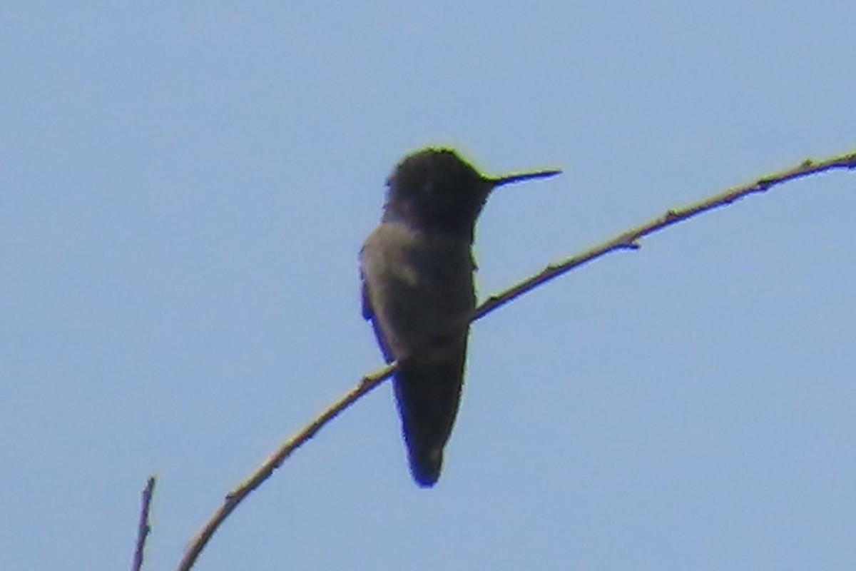 rødmaskekolibri - ML641976841