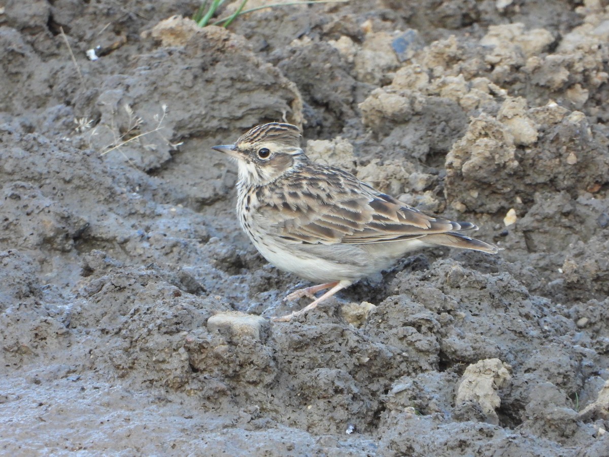 Alouette lulu - ML641976842