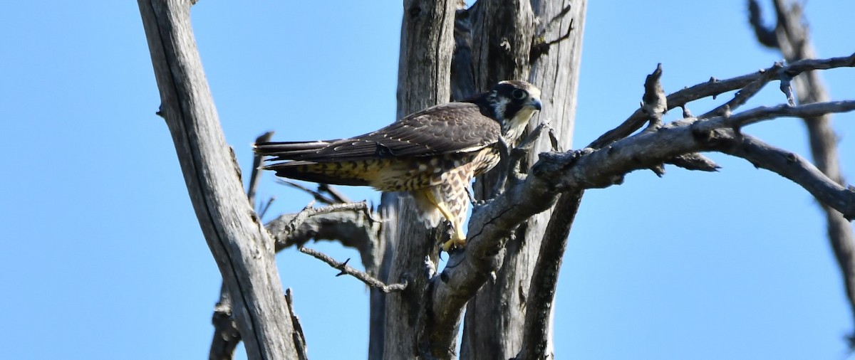 Peregrine Falcon - ML641976848