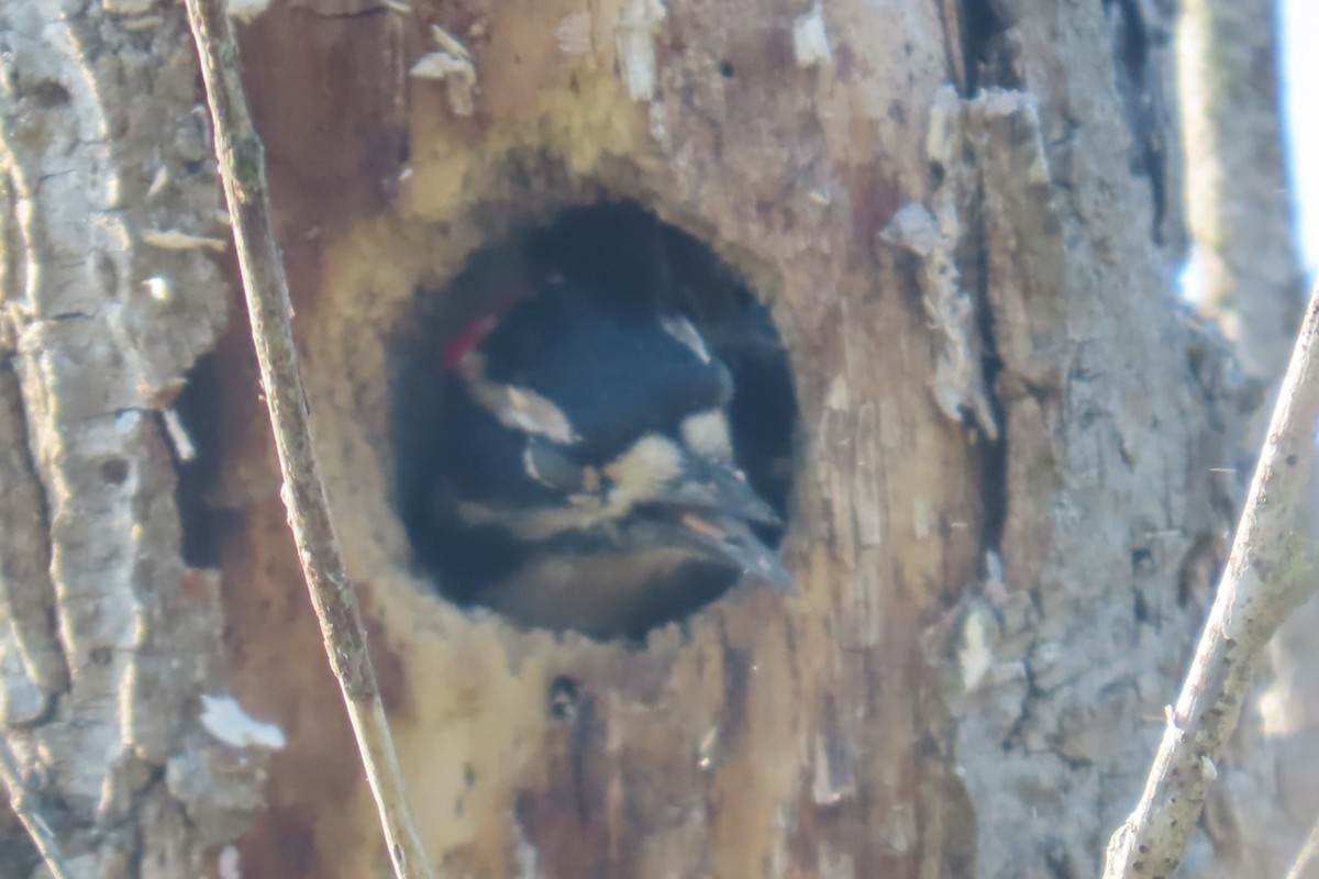 Downy Woodpecker - ML641976853
