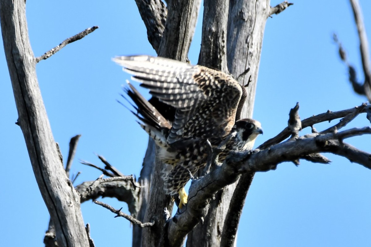 Peregrine Falcon - ML641976855