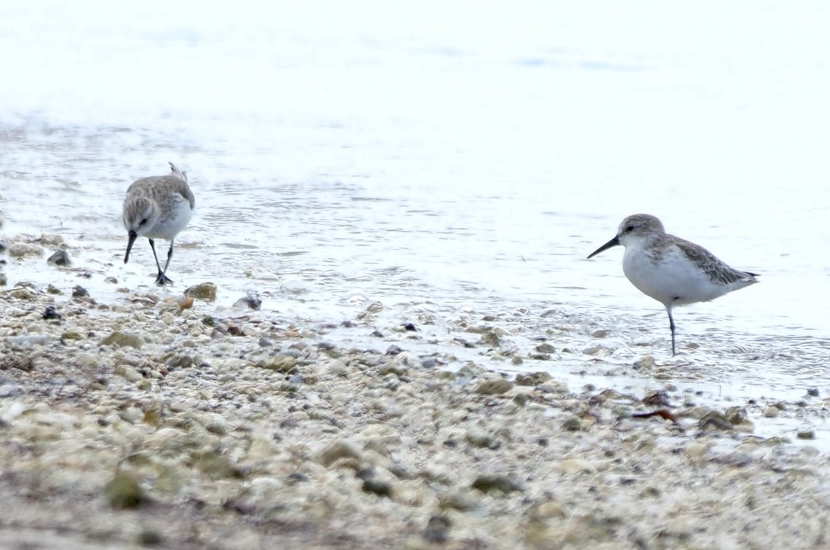 Western Sandpiper - ML641976865