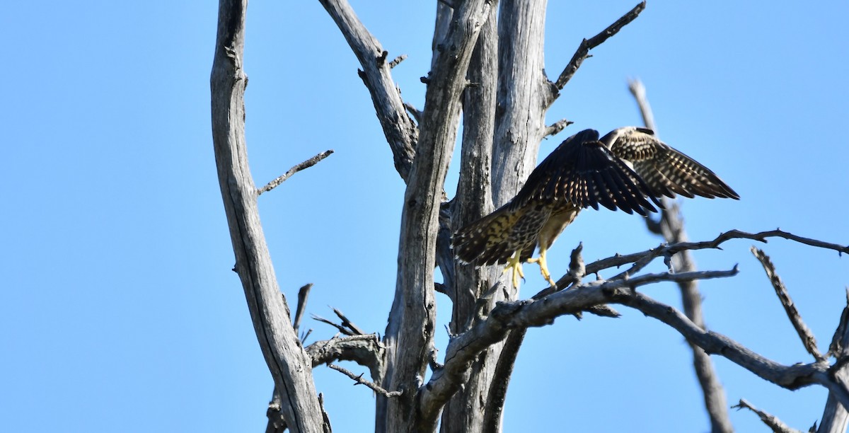 Peregrine Falcon - ML641976870