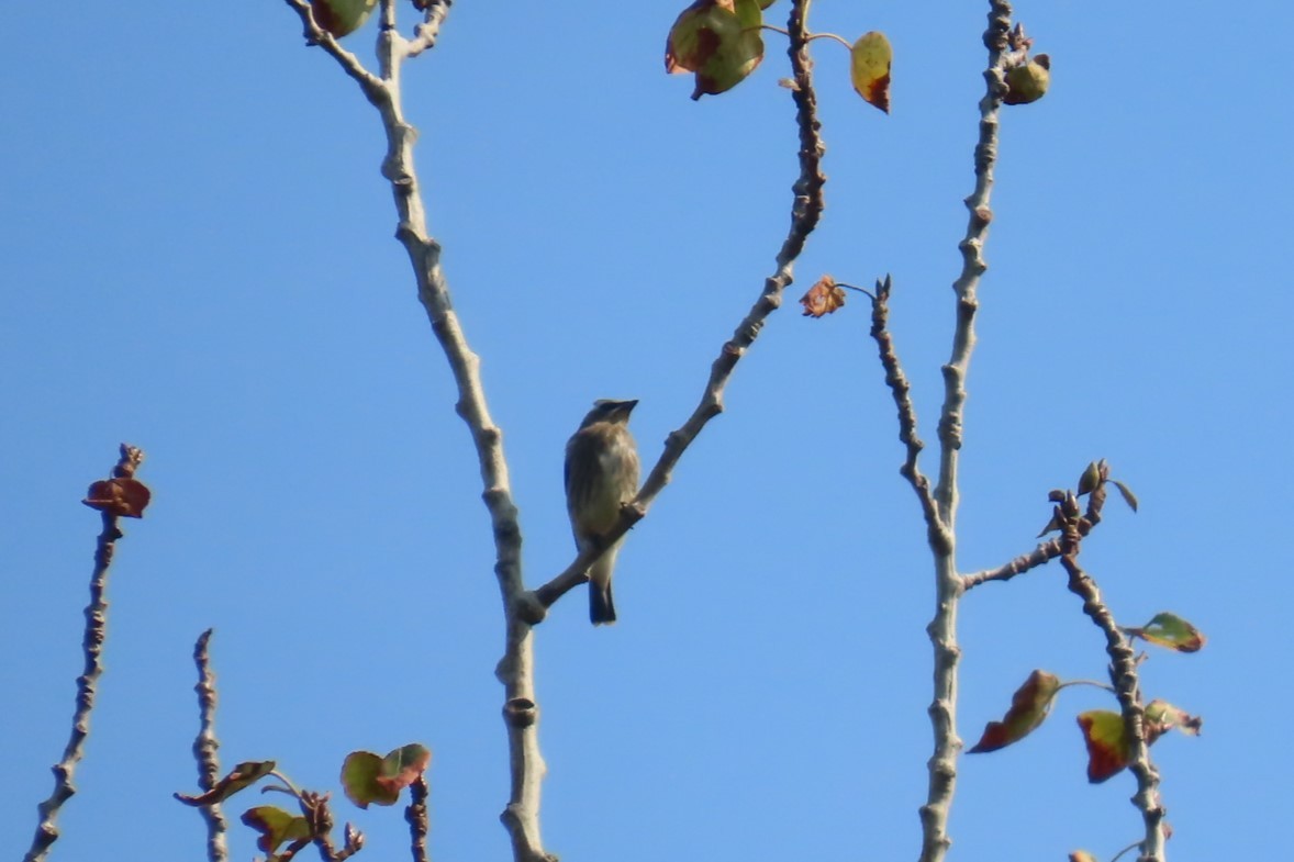 Cedar Waxwing - ML641976877