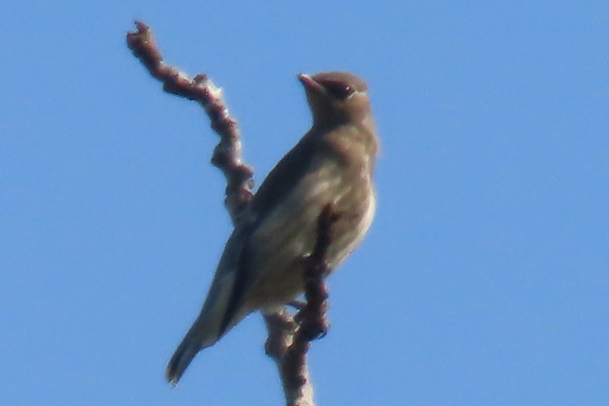 Cedar Waxwing - ML641976878