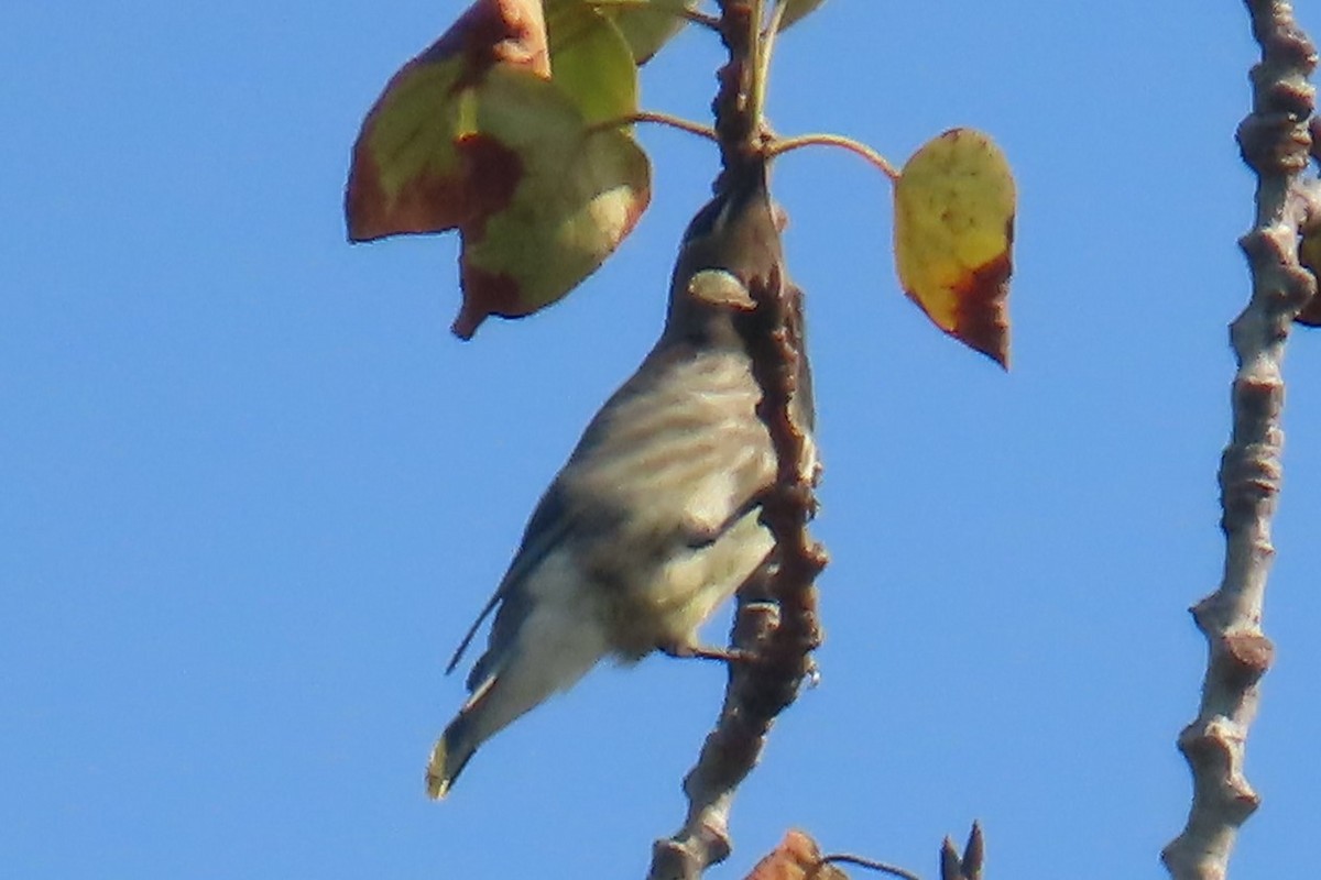 Cedar Waxwing - ML641976879