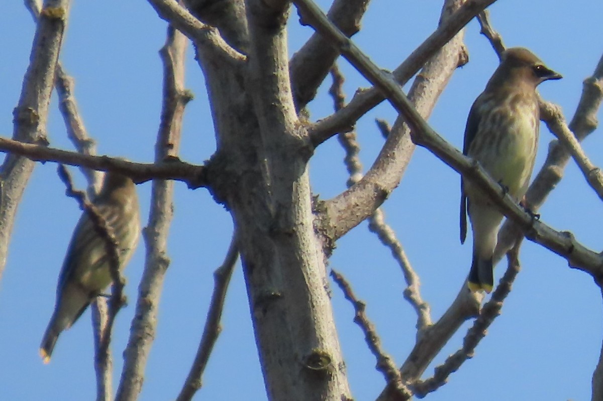 Cedar Waxwing - ML641976880