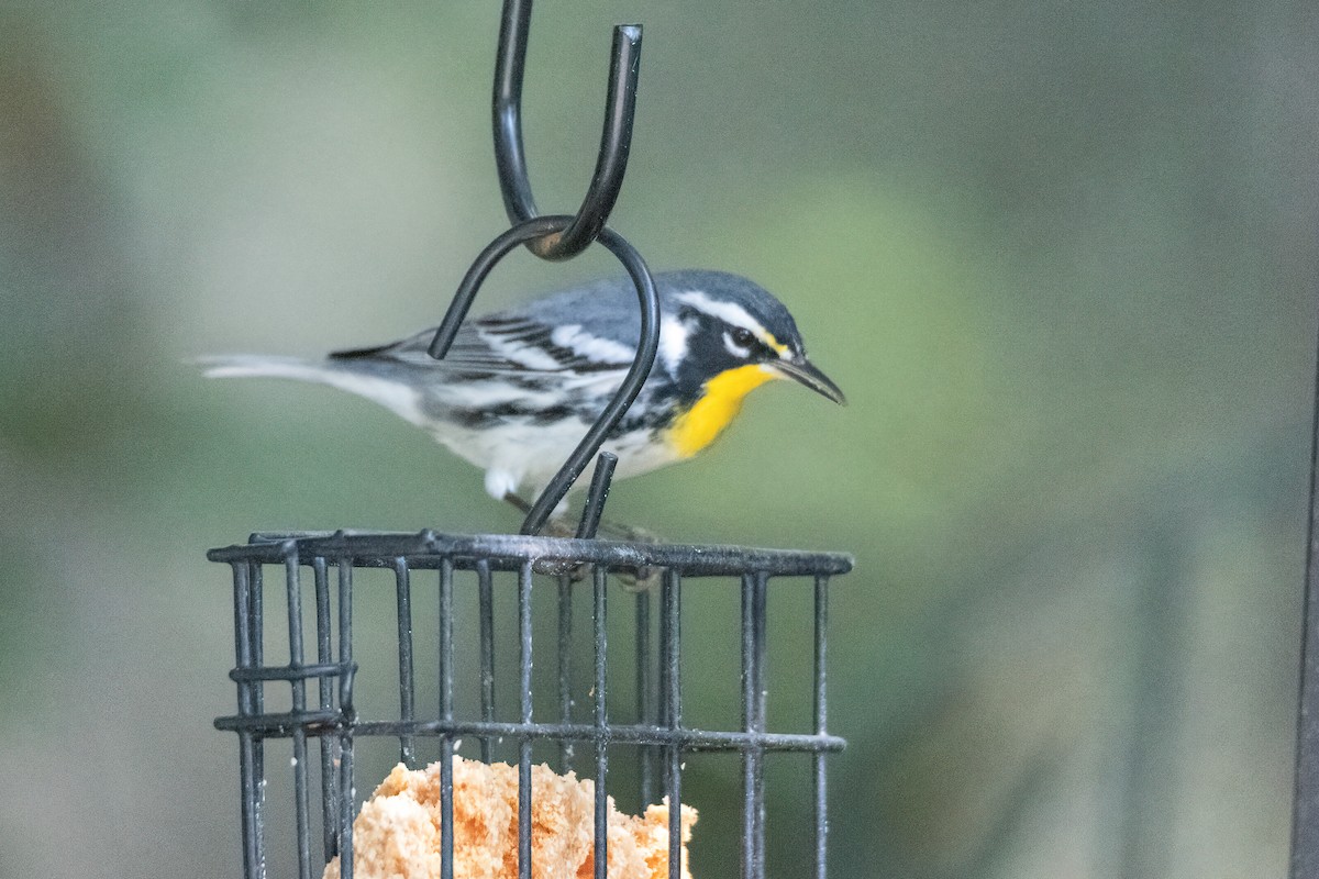 Yellow-throated Warbler - ML641976881