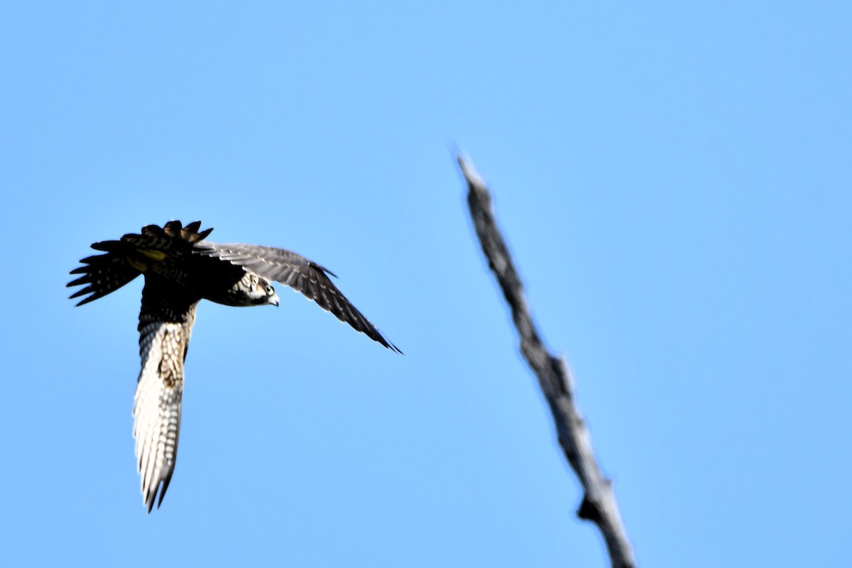 Peregrine Falcon - ML641976884