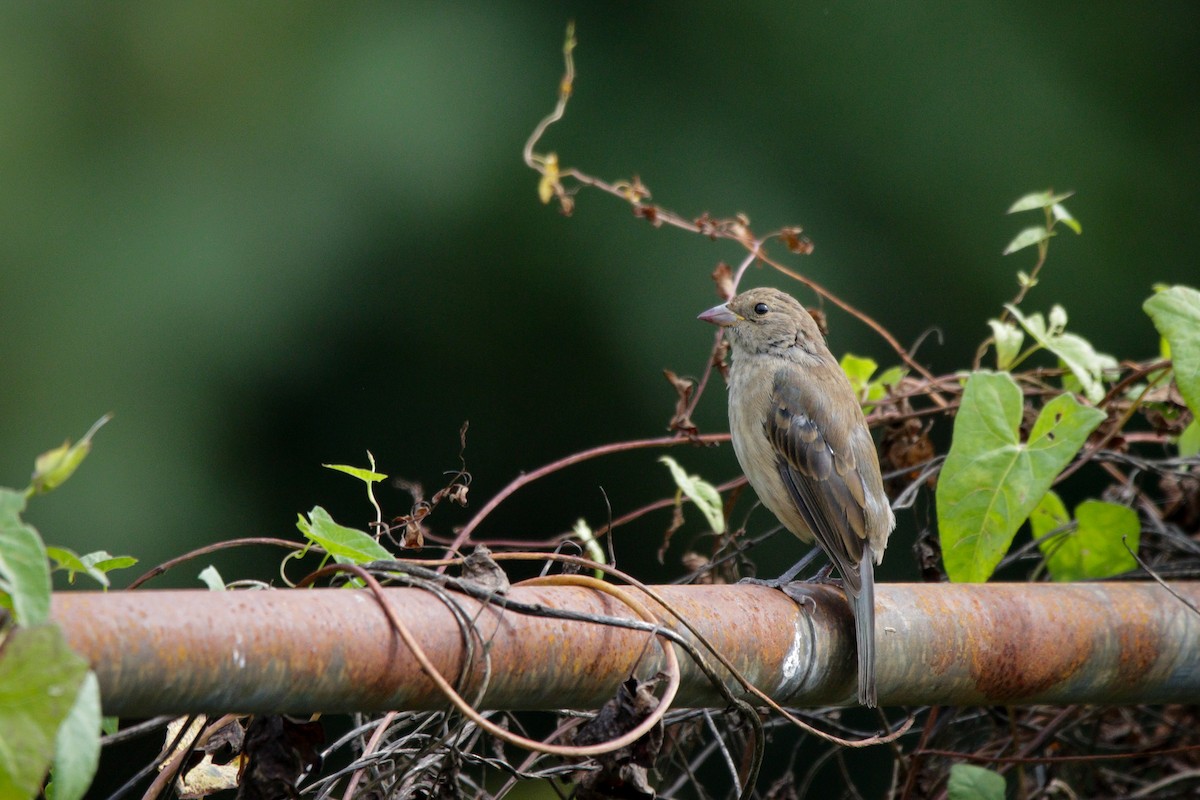 Indigo Bunting - ML641976885
