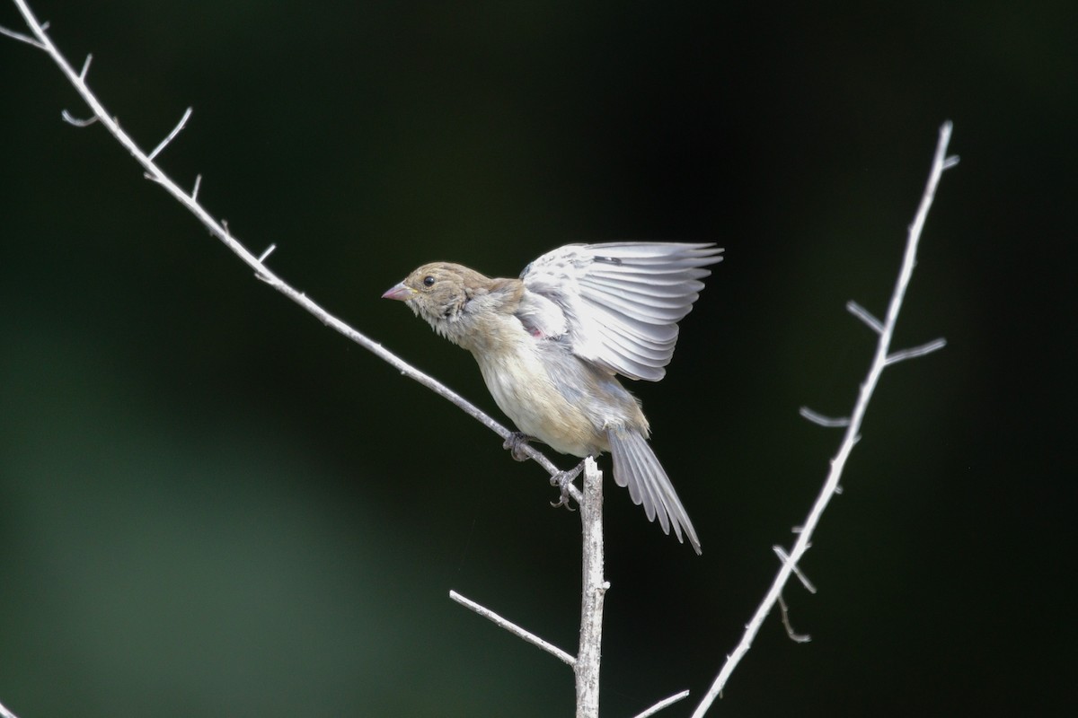 Indigo Bunting - ML641976886