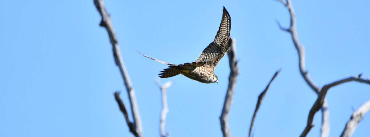 Peregrine Falcon - ML641976900