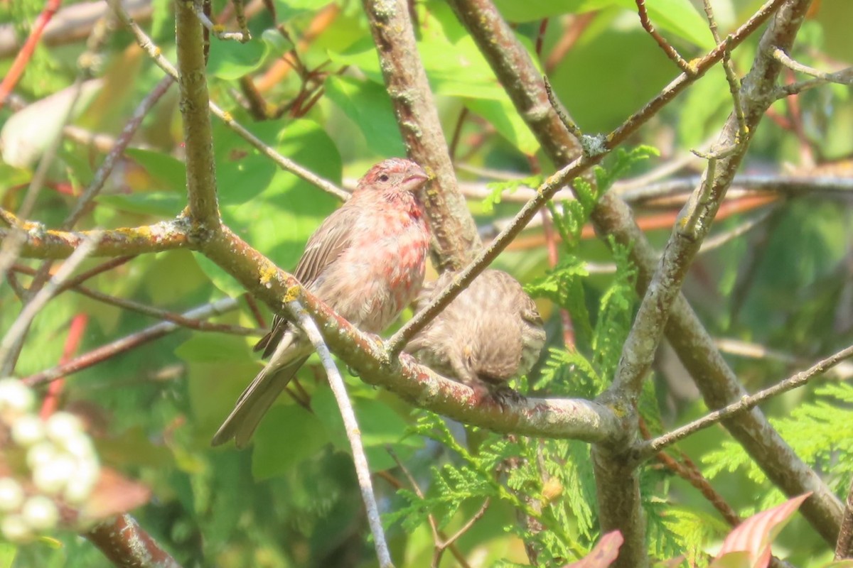 House Finch - ML641976919
