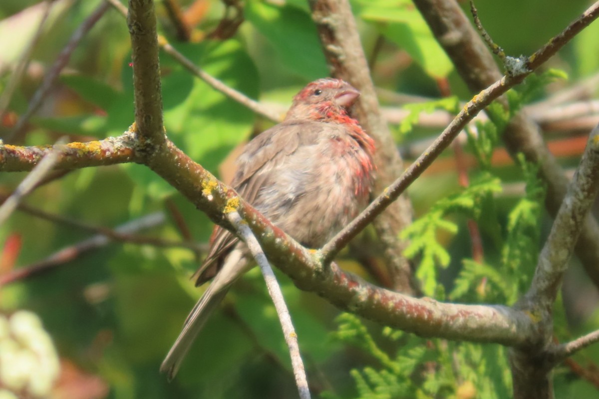 House Finch - ML641976920