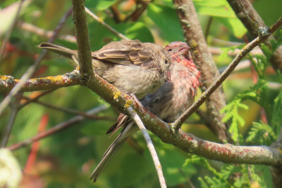 House Finch - ML641976922