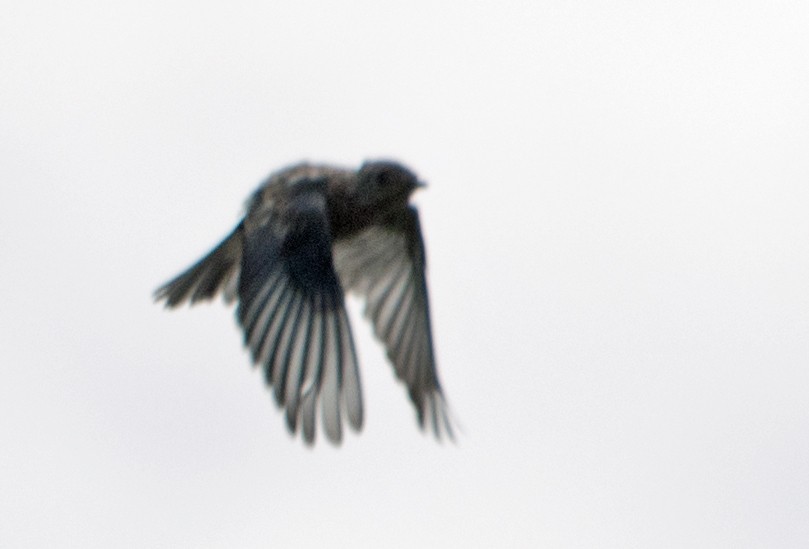 Eastern Bluebird - ML641976927