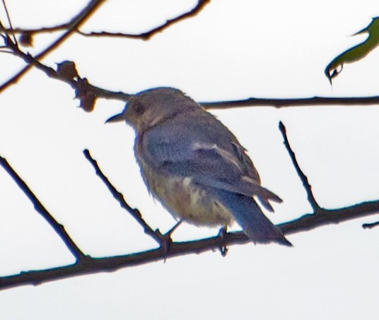 Eastern Bluebird - ML641976928