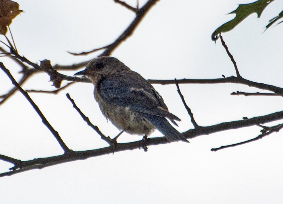 Eastern Bluebird - ML641976929