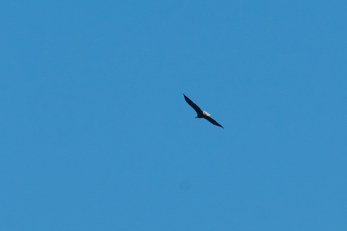 Bald Eagle - ML641976983