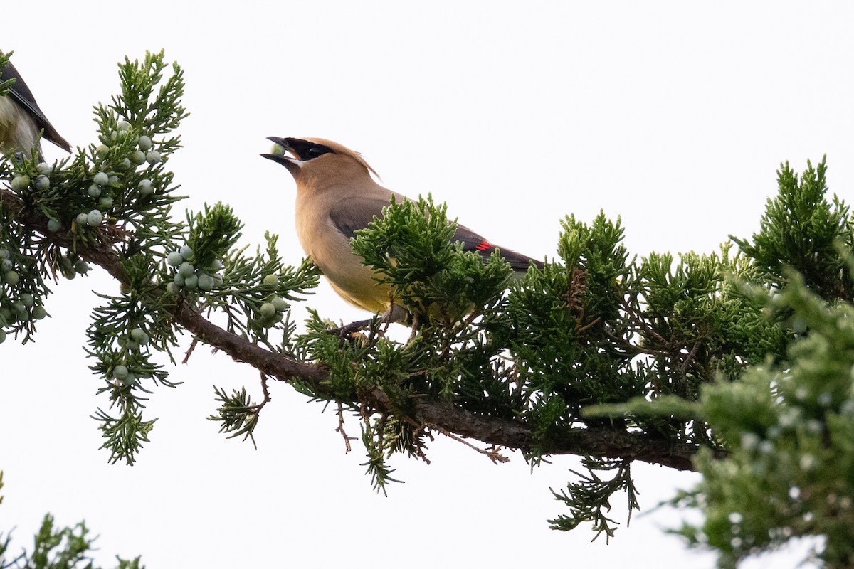 Cedar Waxwing - ML641976984