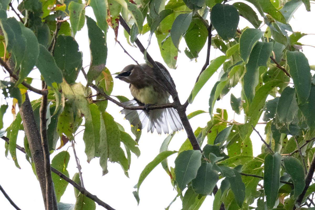Cedar Waxwing - ML641976985