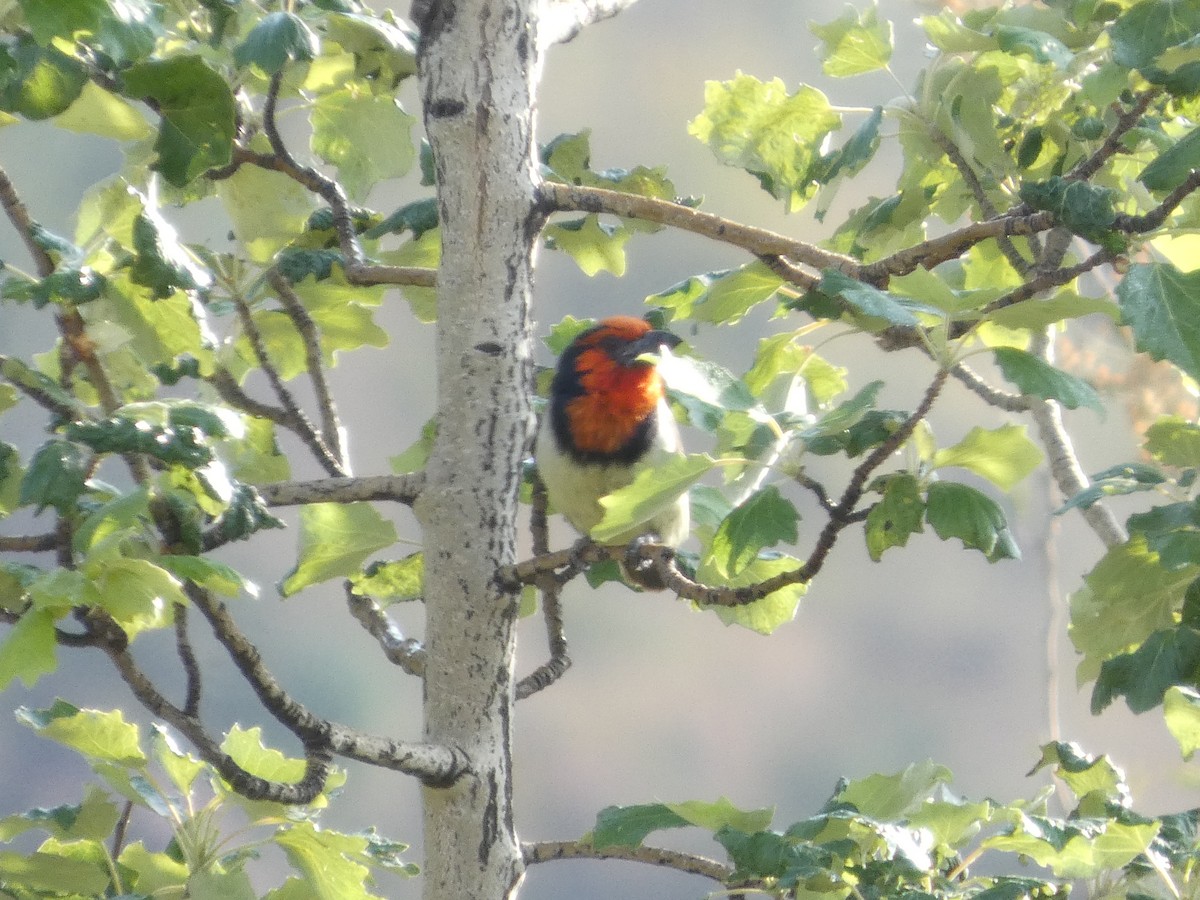 Black-collared Barbet - ML641977027