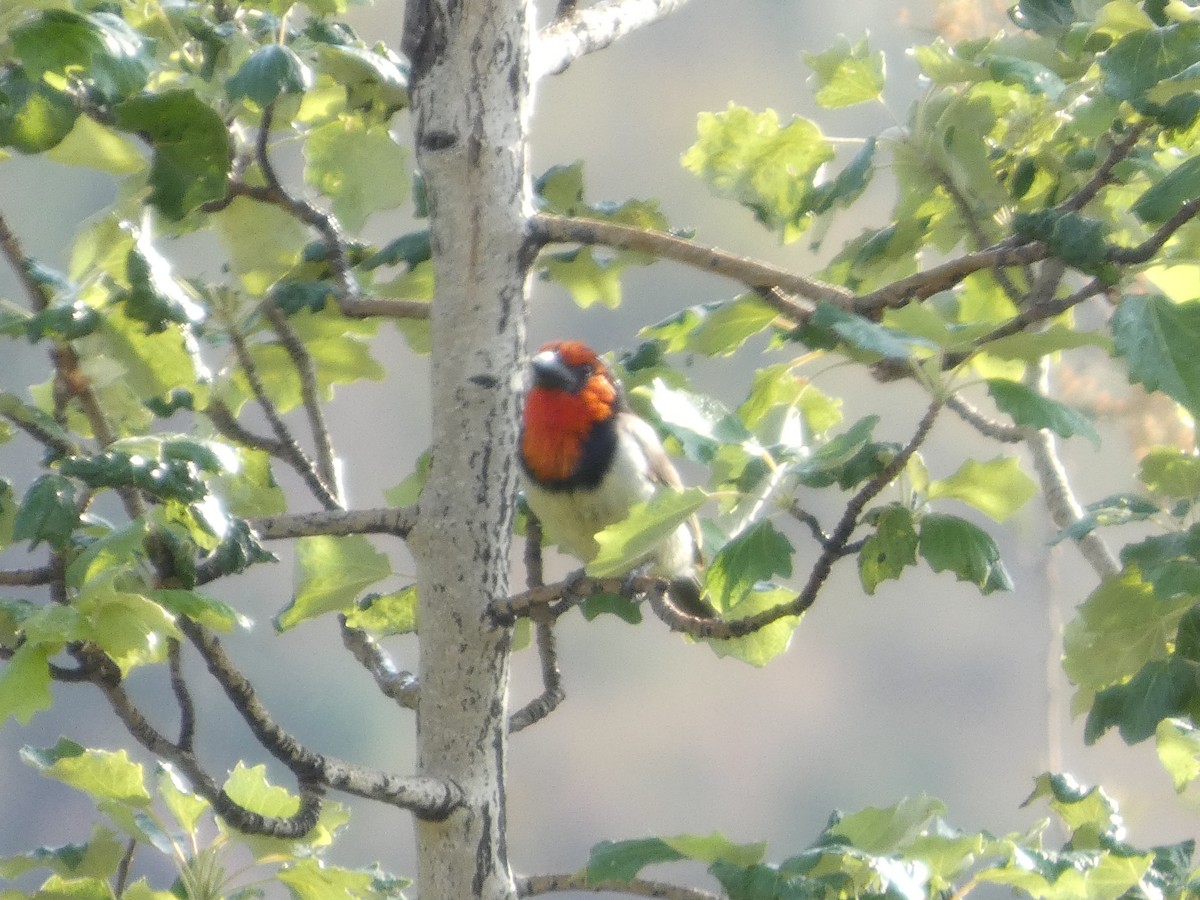 Black-collared Barbet - ML641977028