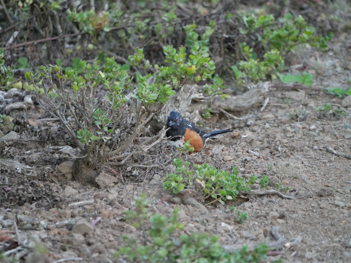Spotted Towhee - ML641977033